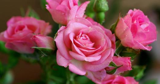 粉玫瑰的花语（唤起浪漫情感）
