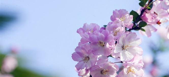 海棠花的花语（探秘海棠花的深刻内涵与象征意义）