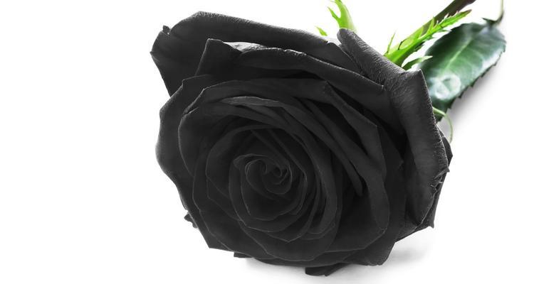 黑色玫瑰的花语（探索黑色玫瑰的神秘魅力）