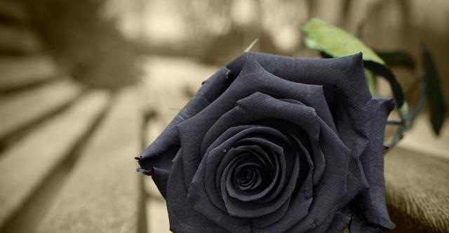 黑色玫瑰的花语（探索黑色玫瑰的神秘魅力）