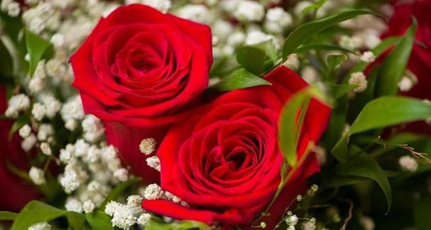 红玫瑰的花语（用一朵红玫瑰传递爱意）