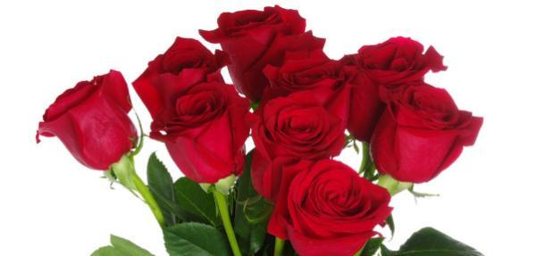 红玫瑰的花语（用一朵红玫瑰传递爱意）