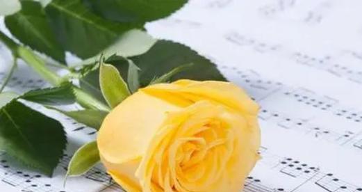 黄玫瑰的花语及其象征意义（探索黄玫瑰的花语与文化内涵）