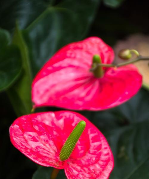 以火鹤花的花语为主题的文章（揭示火鹤花的花语之美）