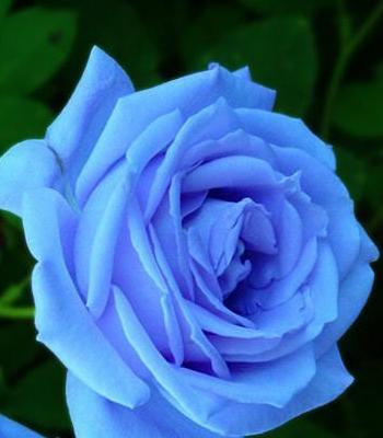 蓝色玫瑰花语（探寻蓝色玫瑰的意义与象征）