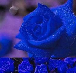 蓝色玫瑰花语（探寻蓝色玫瑰的意义与象征）