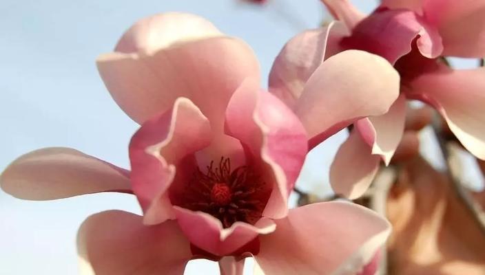木兰花——坚韧、独立、自由的象征（探索木兰花的花语和文化内涵）