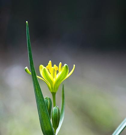 百合科植物的生长、分类及特点（探究世界上最美丽的花卉——百合科植物）