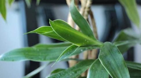 室内养护百合竹，有毒吗（了解百合竹对人体的影响及如何正确养护）