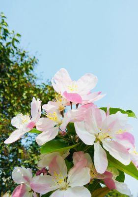 海棠花语（海棠花语的意义与传承）