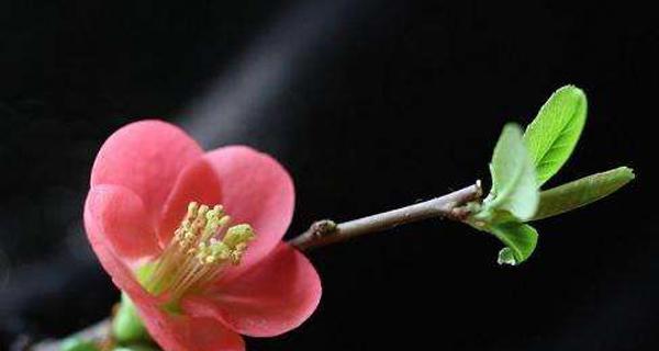 海棠花的花语与美丽诠释（探寻海棠花的花语和象征意义）