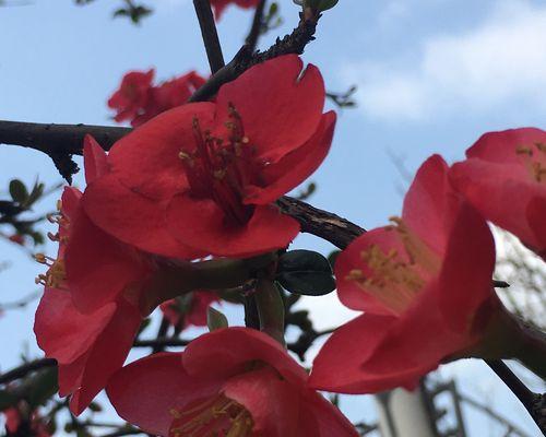 海棠花的花语与美丽诠释（探寻海棠花的花语和象征意义）