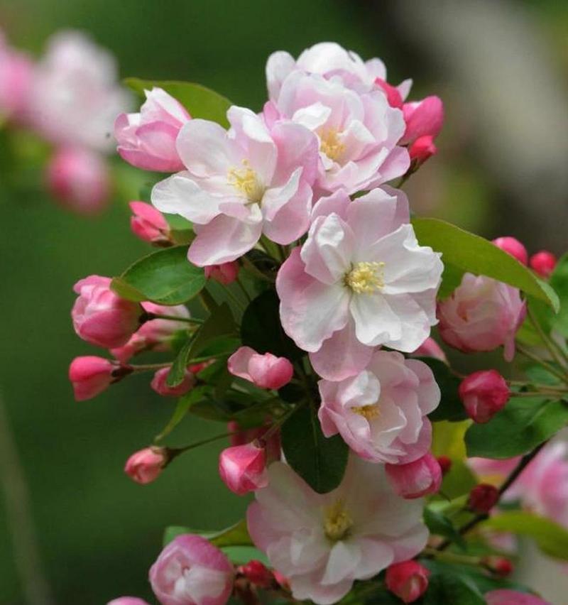 海棠花花语的美丽寓意（探寻海棠花的花语和文化内涵）