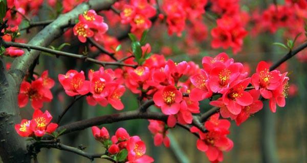 四季海棠花语——永恒的美丽（探寻四季海棠花的花语和象征意义）
