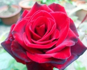 黑魔术玫瑰花语（解读黑魔术玫瑰的寓意与魅力）