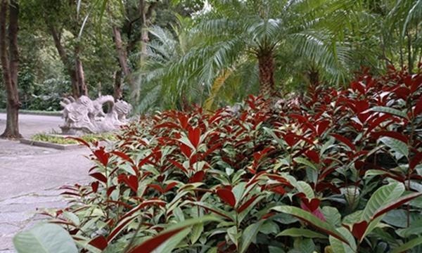 以红背桂花是什么意思（探讨红背桂花的象征意义和文化背景）