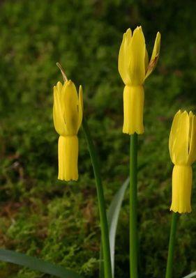 红口水仙花语（花开时刻见证承诺）