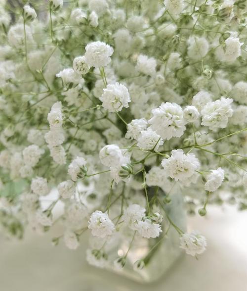 花白色满天星的寓意与意义（美丽的花朵散发着纯洁和温暖——花白色满天星的象征和象征意义）