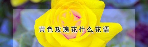 黄玫瑰花的花语与意义（探寻黄玫瑰花的深层含义）