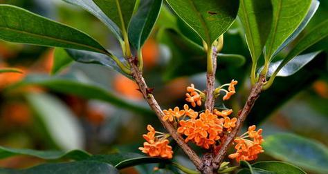 桂花香溢家园，美好生活从这里开始（家里种桂花）