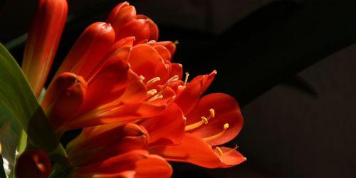 探寻君子兰花形状的隐含意义（解读君子兰的花朵如何映射品格与美学）