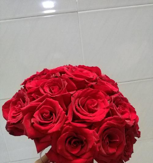 卡罗拉红玫瑰花语——爱情的象征（卡罗拉红玫瑰的鲜艳花语唤醒心灵的浪漫）