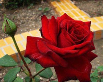 卡罗拉红玫瑰花语——爱情的象征（卡罗拉红玫瑰的鲜艳花语唤醒心灵的浪漫）