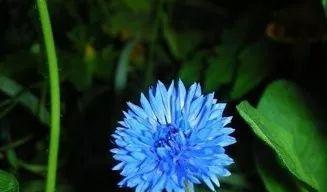 以蓝色翠菊的花语为主题的美丽之意（探寻蓝色翠菊的花语之美）
