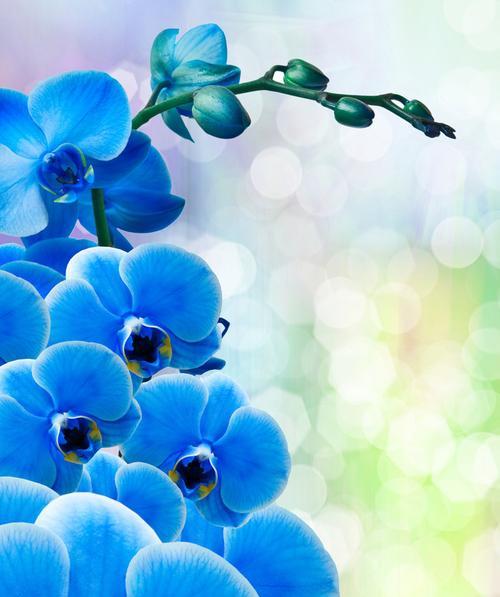 蓝色兰花（寓意深远的蓝色兰花花语与其栽培方法）