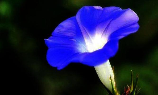蓝色牵牛花花语与美丽心灵的共鸣（探索蓝色牵牛花的深意与传递的力量）