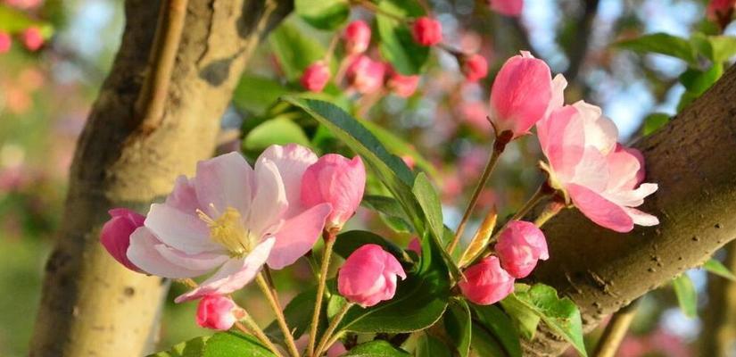 龙须海棠，爱的承诺（龙须海棠花语解读与传承）