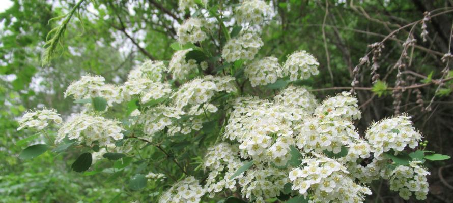 麻叶绣线菊，花开富贵之门（寓意吉祥的麻叶绣线菊花语及传承文化）