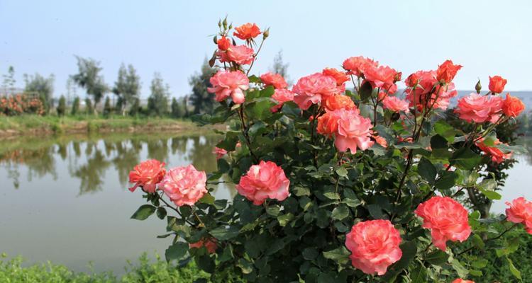 花开花落，传递爱的语言——玫瑰与月季的花语（用花朵的语言表达情感）