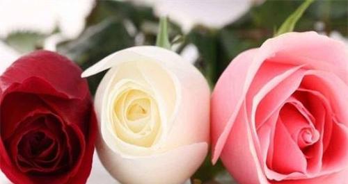 玫瑰花色彩花语的传达与意义（探索不同颜色玫瑰花所代表的情感与寓意）