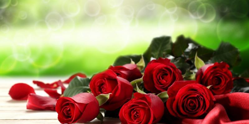一朵玫瑰花的花语——爱的象征（探寻玫瑰花背后的情感寓意）