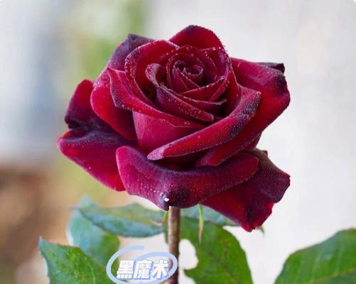 玫瑰花的品种和意义（探索玫瑰花的丰富多样性及象征意义）