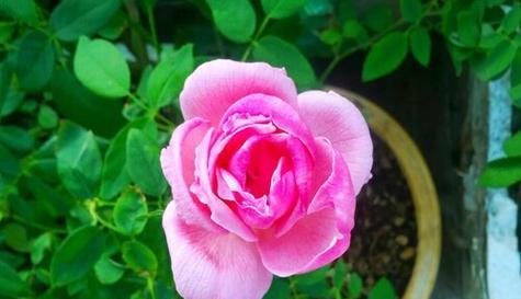 探寻玫瑰花样植物的多样性及意义（玫瑰的绚丽演绎及其生态适应性的探索）