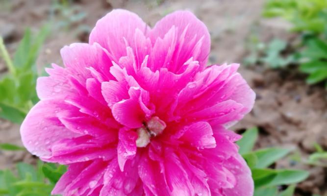 牡丹花的象征意义（古老而神秘的花朵）