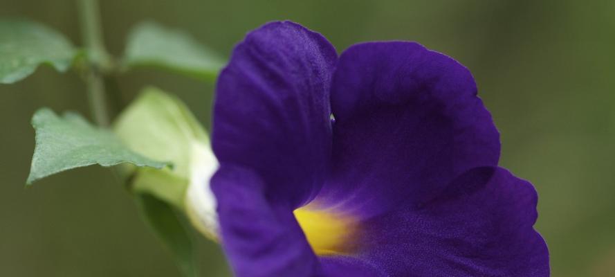 牵牛花的花语与意义（揭开牵牛花的神秘面纱）