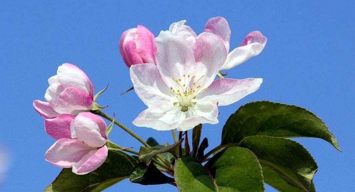 探秘日本海棠花的花语之美（绽放在春日的芬芳）