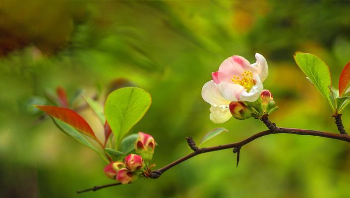 探秘日本海棠花的花语之美（绽放在春日的芬芳）