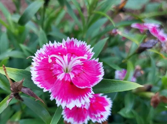 日本石竹花语——传递爱与美的花朵（一朵小小的石竹）