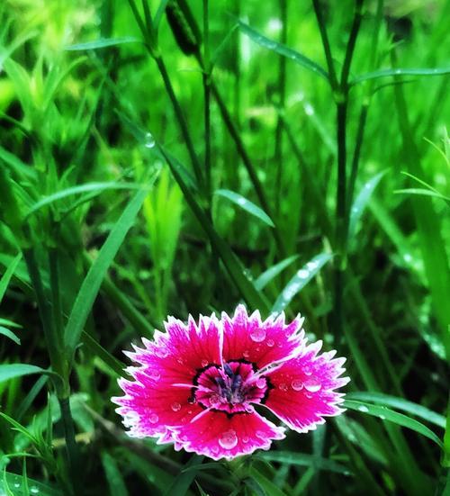 日本石竹花语——传递爱与美的花朵（一朵小小的石竹）