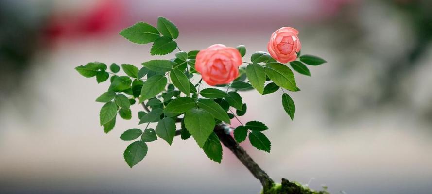室内月季之美——玫瑰花的精彩陈述（探索室内养殖月季的魅力与技巧）