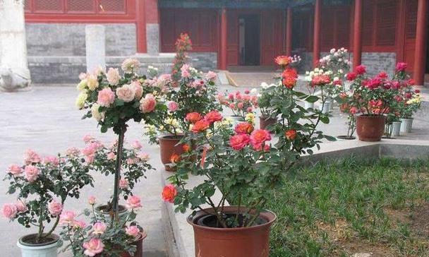 室内月季之美——玫瑰花的精彩陈述（探索室内养殖月季的魅力与技巧）