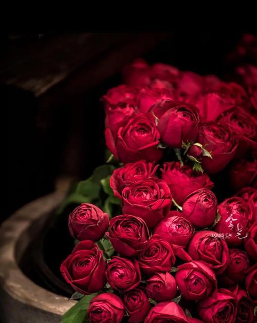 泰姬玫瑰花语的美丽寓意（探索泰姬玫瑰的花语与象征意义）