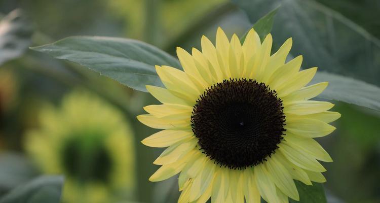探索以太阳花的特性和花语（以太阳花的生长习性）