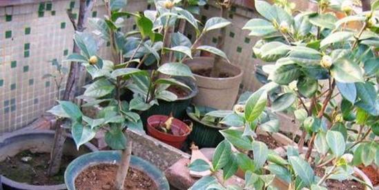 茶花种子的种植方法（从选购到养护）