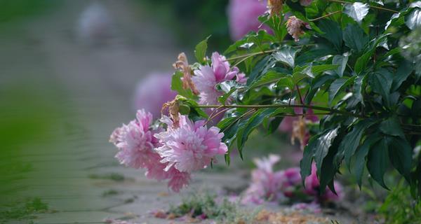 探寻茶蘼的花语（揭秘茶蘼的花语意义及文化内涵）