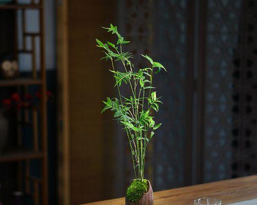 茶室植物装饰（打造清新自然的茶文化空间）